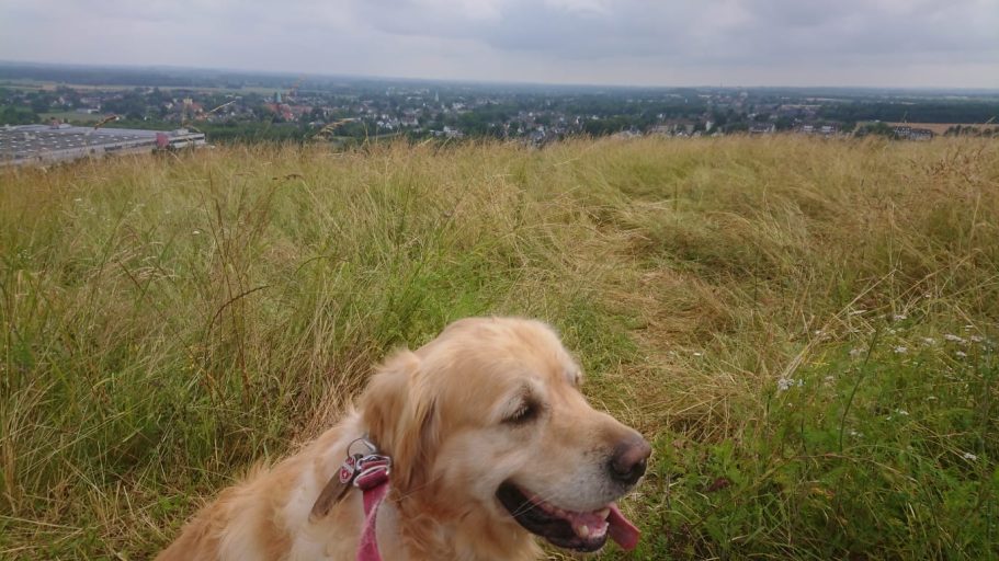Almblick Golden Retriever auf einer Wiese mit Blick auf eine Stadtlandschaft im Hintergrund.