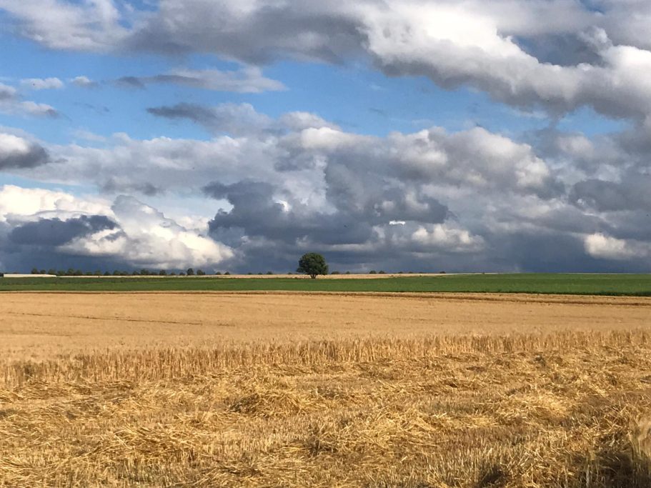 Wiesen Ein einzelner Baum steht in einem goldenen Feld unter bewölktem Himmel.