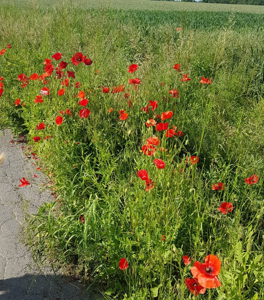 Mohnblumen Rote Mohnblumen wachsen am Wegesrand, umgeben von grünem Gras und Feld.